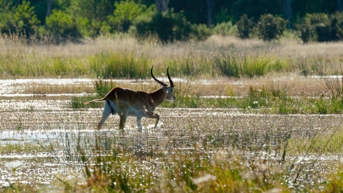 Delta de l'Okavango © Etendues Sauvages