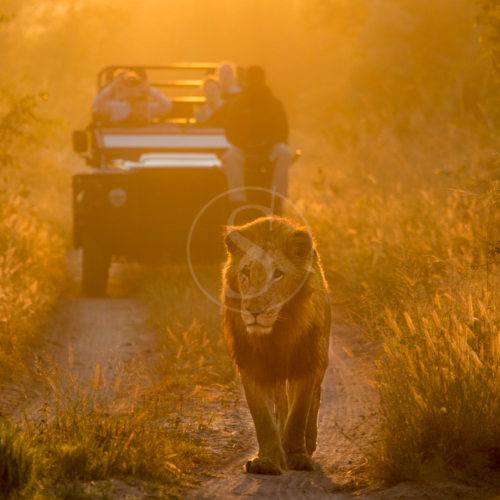 08afriquedusud_moregroup_lion_sands_river_lodge_006