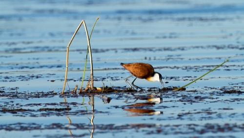 Delta de l'Okavango © Etendues Sauvages