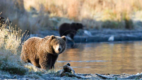 Kodiak Brown Bear Center, Alaska