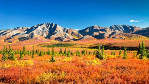 Parc de Denali, Alaska, Etats-Unis