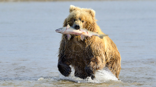 Katmai, Alaska, Etats-Unis