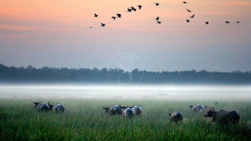 Bamaru Plains, Australie © Bamaru Plains