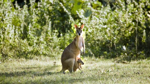 Bamaru Plains, Australie © Bamaru Plains