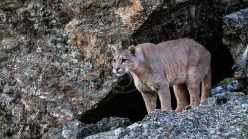 Puma en Patagonie, Chili © Christophe Courteau