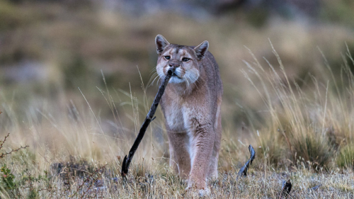 Puma en Patagonie, Chili © Christophe Courteau