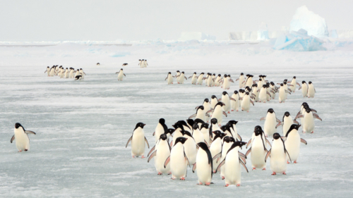 Iles Orcades du Sud, Antarctique © Shutterstock