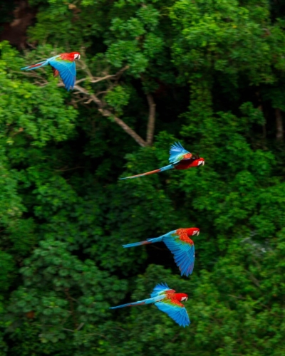 Pantanal Eden du Brésil