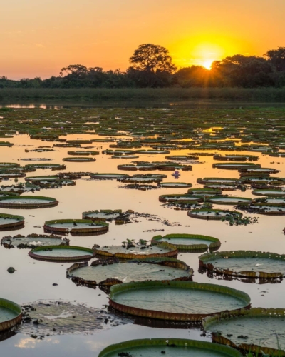Pantanal Eden du Brésil