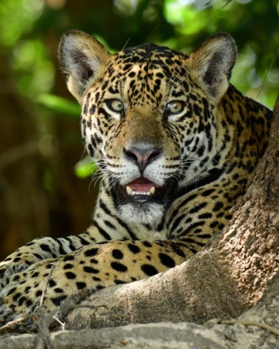Pantanal Eden du Brésil
