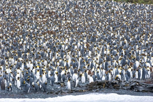 Mer de Ross, Antarctique © Oceanwide