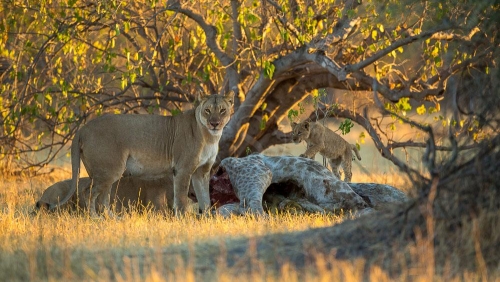 Safari à Chobe, Botswana © Etendues Sauvages