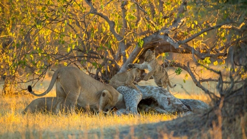 Safari à Chobe, Botswana © Etendues Sauvages