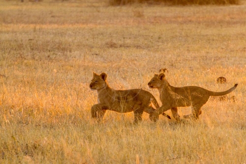 Safari à Chobe, Botswana © Etendues Sauvages