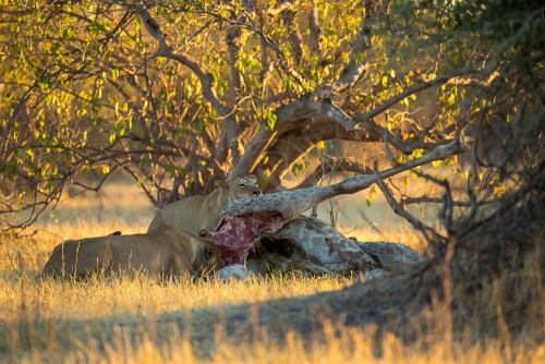 Safari à Chobe, Botswana © Etendues Sauvages