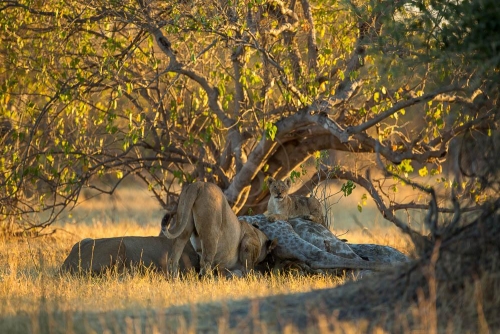 Safari à Chobe, Botswana © Etendues Sauvages