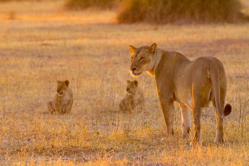 Safari à Chobe, Botswana © Etendues Sauvages