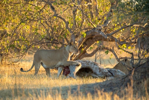 Safari à Chobe, Botswana © Etendues Sauvages