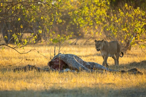 Safari à Chobe, Botswana © Etendues Sauvages