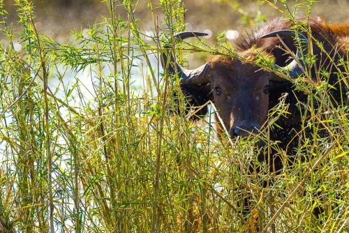 Safari à Chobe © Etendues Sauvages