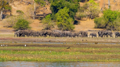 Safari à Chobe © Etendues Sauvages