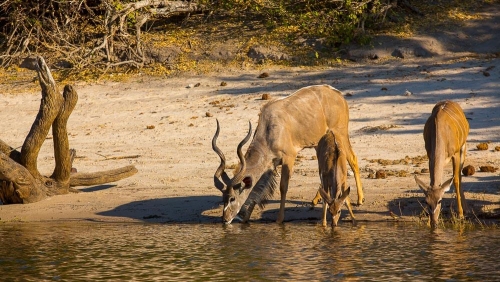 Safari à Chobe © Etendues Sauvages