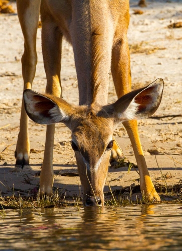 Safari à Chobe © Etendues Sauvages