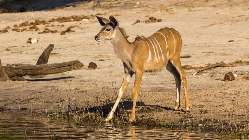 Safari à Chobe © Etendues Sauvages