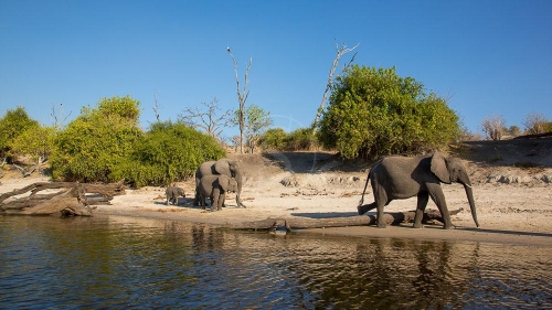 Safari à Chobe © Etendues Sauvages