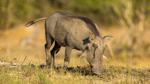 Safari à Chobe © Etendues Sauvages