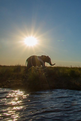 Safari à Chobe © Etendues Sauvages