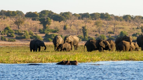 Safari à Chobe © Etendues Sauvages