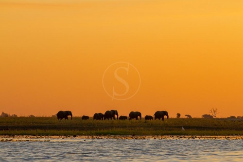 Safari à Chobe © Etendues Sauvages