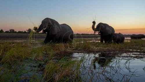 Safari à Chobe © Etendues Sauvages