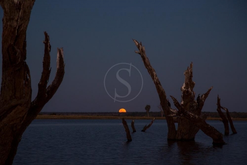 Safari à Chobe © Etendues Sauvages