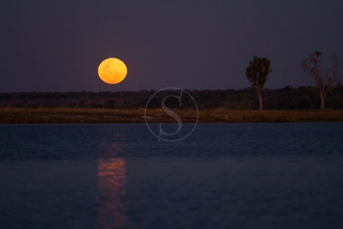 Safari à Chobe © Etendues Sauvages