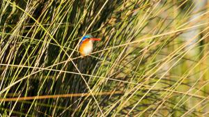 Safari dans le Delta de l'Okavango, Botswana