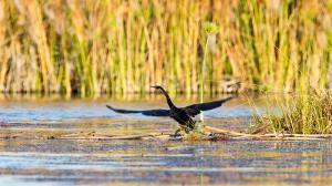 Safari dans le Delta de l'Okavango, Botswana