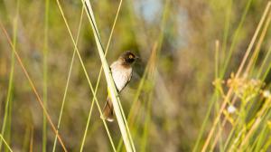 Safari dans le Delta de l'Okavango, Botswana