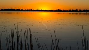 Safari dans le Delta de l'Okavango, Botswana