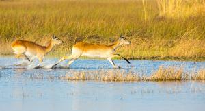 Safari dans le Delta de l'Okavango, Botswana