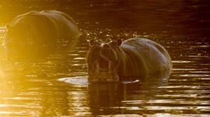 Safari dans le Delta de l'Okavango, Botswana