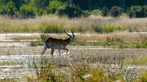 Safari dans le Delta de l'Okavango, Botswana