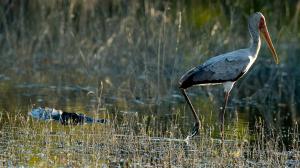 Safari dans le Delta de l'Okavango, Botswana