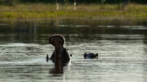 Safari dans le Delta de l'Okavango, Botswana