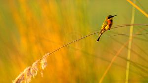 Safari dans le Delta de l'Okavango, Botswana