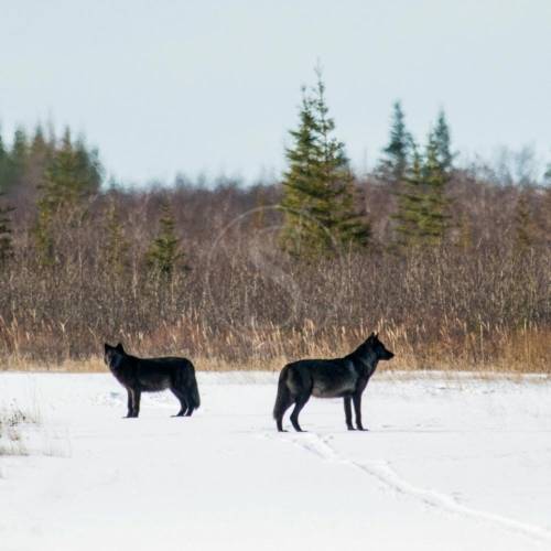 canada churchill wild nanuk polar bear lodge 001-3