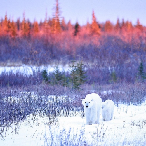 canada churchill wild nanuk polar bear lodge 001