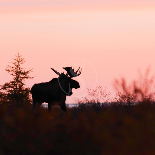 canada churchill wild nanuk polar bear lodge 003