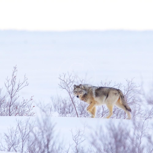 canada churchill wild nanuk polar bear lodge 004